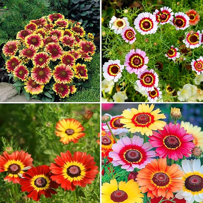Mixrug Painted Daisy Flower Seeds for Planting, 1000pcs Painted Daisy Wildflower Seeds Non-GMO Heirloom Rare Glebionis carinata Flower Plants, Open Pollinated Beauty Home Garden for Outdoors