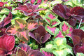 Ohio Heirloom 400+ Rainbow Coleus Seeds for Home Flower Pots - Create a Colorful Oasis, Vibrant Blend Ideal for Planting - Elevate Your Garden with Colors
