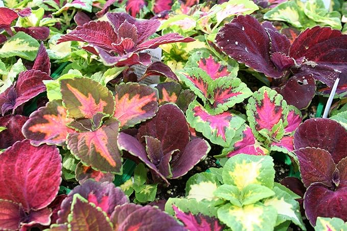 Ohio Heirloom 400+ Rainbow Coleus Seeds for Home Flower Pots - Create a Colorful Oasis, Vibrant Blend Ideal for Planting - Elevate Your Garden with Colors