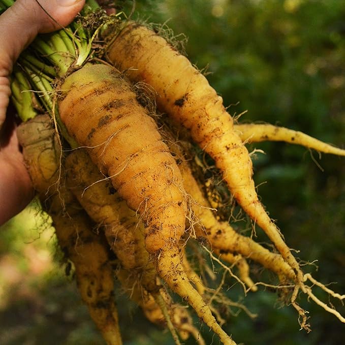 Solar Yellow Carrot - 150 Seeds - Heirloom & Open-Pollinated Variety, Non-GMO Vegetable Seeds for Planting Indoors or Outdoors in Containers or The Home Garden, Thresh Seed Company