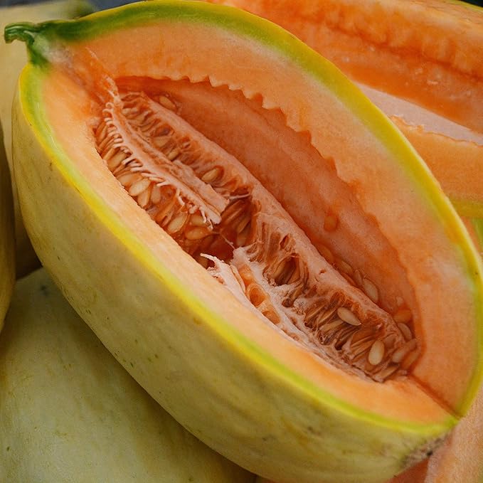 Banana Melon - 25 Seeds - Heirloom & Open-Pollinated Variety, Sweet & Easy-to-Grow, Non-GMO Fruit & Vegetable Seeds for Planting Outdoors in The Home Garden, Thresh Seed Company