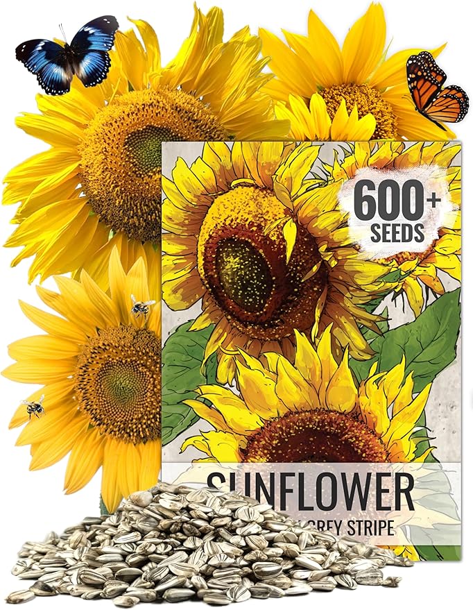 Seed Needs Sunflower Seeds to Plant Mammoth Grey Stripe | 1.5 Ounce Large Resealable Pouch Heirloom Seeds Helianthus Annuus Non GMO | Bulk Tall Growing Sun Flowers