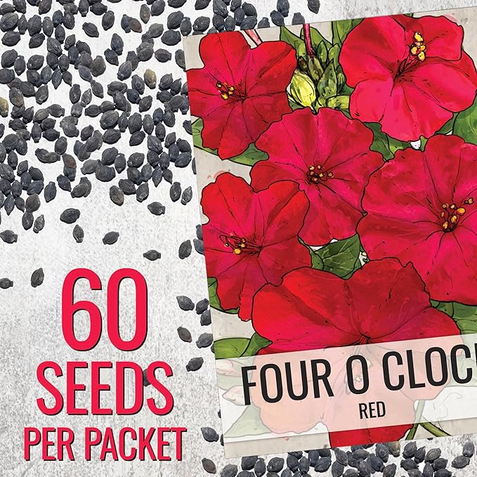 Seed Needs, Red Four O Clock Seeds - 60 Heirloom Seeds for Planting Mirabilis Jalapa - Colorful Flowers to Attract Butterflies Pollinators and Hummingbirds to The Garden (1 Pack)