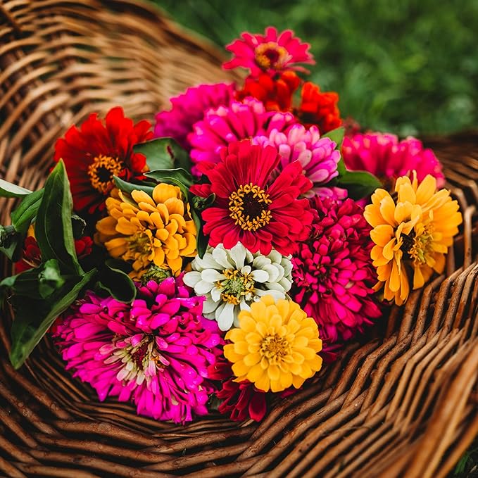 California Giants Zinnia Mix - 100 Seeds - Heirloom & Open-Pollinated Variety, Attracts Bees & Butterflies, Pollinator-Friendly Flower Seeds for Planting in The Home Garden, Thresh Seed Company