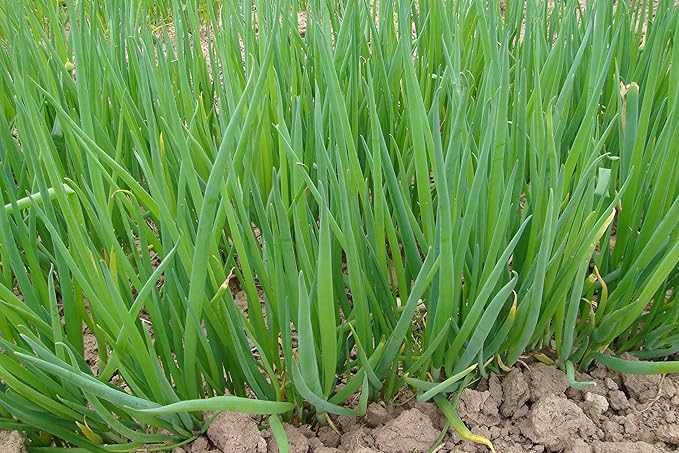 Seeds Vegetable Welsh Onion Bunching Green - 300 Seeds