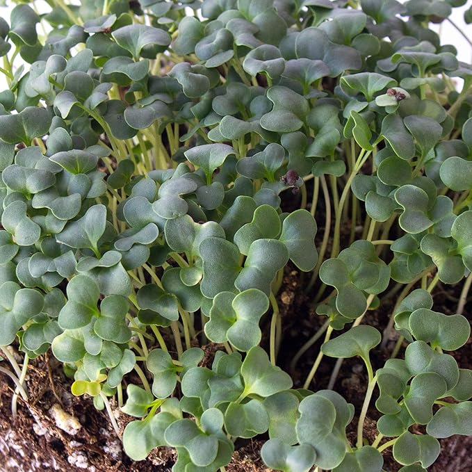 Ramoso Santana Sprouting Broccoli Seeds - 3 g Packet ~900 Seeds - Non-GMO, Open Pollinated - Vegetable Garden, Sprouts & Microgreens Seeds
