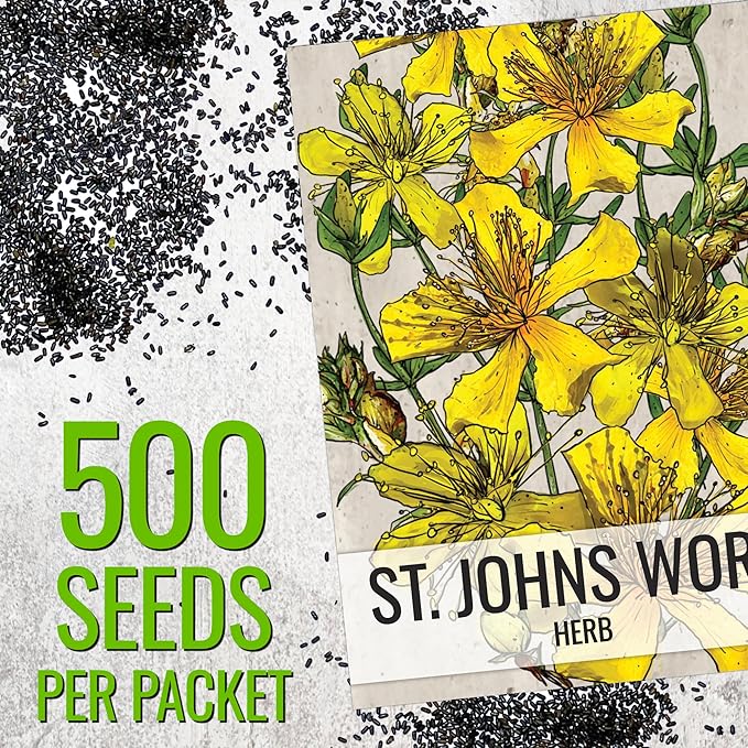 Seed Needs St. Johns Wort Seeds for Planting - Non-GMO Heirloom & Untreated Medicinal Herb Seed to Plant a Home Grown Outdoor or Indoor Garden (2 Packs)