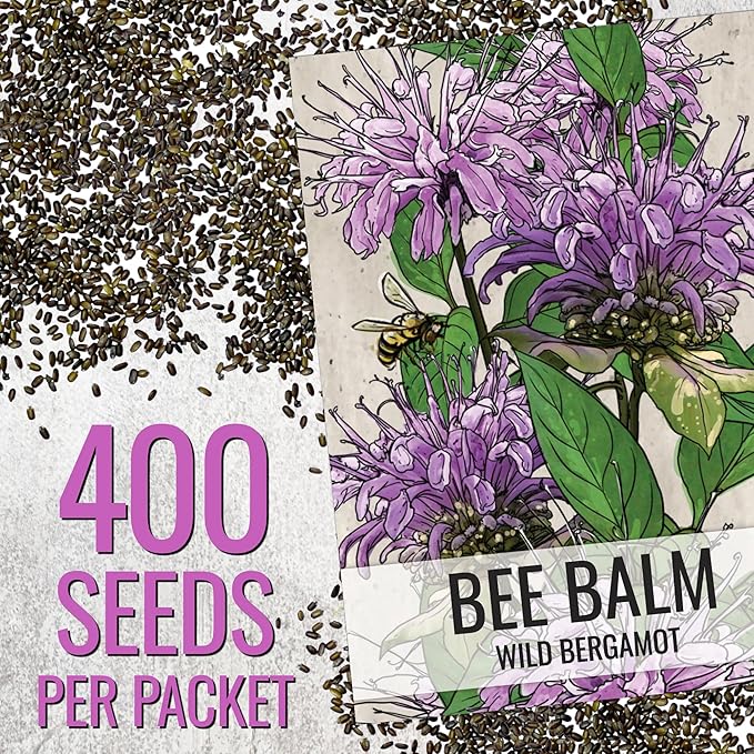 Seed Needs Bee Balm Seeds for Planting Wild Bergamot - Heirloom & Open Pollinated Perennial Flowers to Grow a Butterfly Garden to Attract Bees, Butterflies & Other Pollinators (5 Packs)