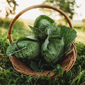 Charleston Wakefield Cabbage - 100 Seeds - Heirloom & Open-Pollinated Variety, Non-GMO Vegetable Seeds for Planting Outdoors in The Home Garden, Thresh Seed Company