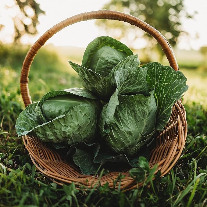 Charleston Wakefield Cabbage - 100 Seeds - Heirloom & Open-Pollinated Variety, Non-GMO Vegetable Seeds for Planting Outdoors in The Home Garden, Thresh Seed Company