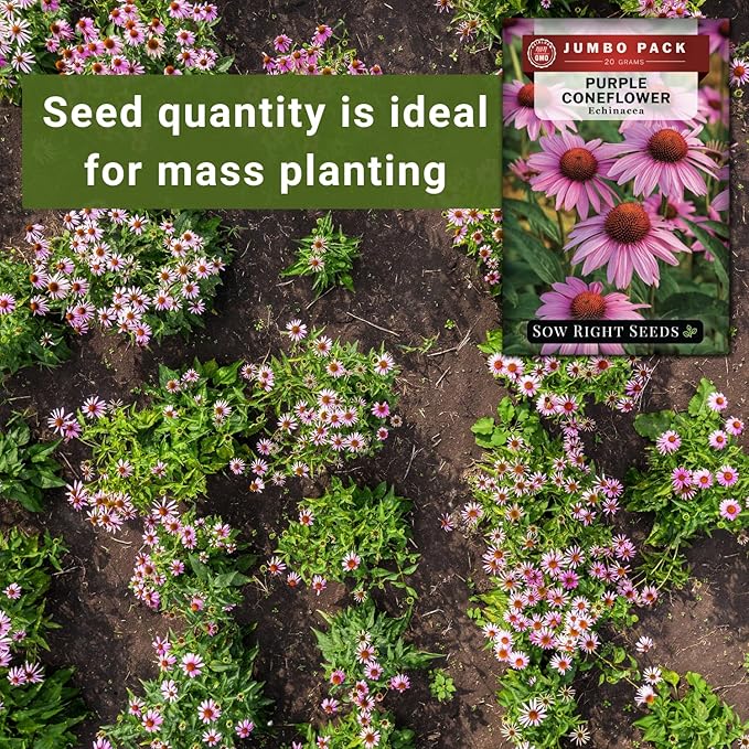 Sow Right Seeds - Bulk Purple Coneflower Echinacea Flower Seeds for Planting - 20 Grams, 5500 Seeds - Non-GMO Heirloom Jumbo Pack with Instructions to Plant an Herbal Tea Garden - for Pollinators