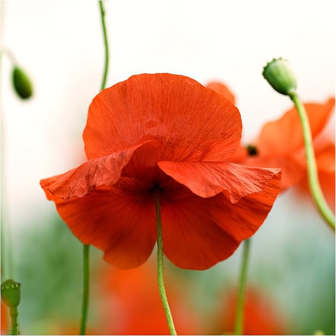 Seed Needs Corn Poppy Seeds for Planting Wildflower Seeds | Papaver Rhoeas Annual Flower Seed Red Blooms | Produces Red Prolific Blooms an American Summer Favorite | Bulk