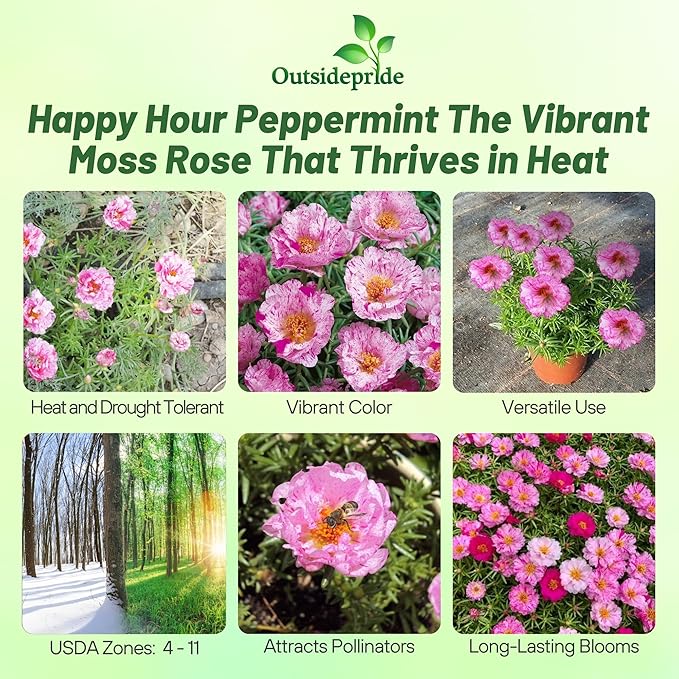 Outsidepride Peppermint Moss Rose Seeds - 250 Pcs Annual, Drought & Heat Tolerant, Pollinator Friendly Ground Cover Seeds for Planting w/Vibrant Blooms & Succulent Foliage, Ideal for Xeriscaping