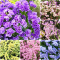 100+ Seed Statice Pastel Mix for for Planting Outdoors Garden-Annual Limonium Sinuatum Cut Flower Beautiful Flowers Bloom Easy to Maintain