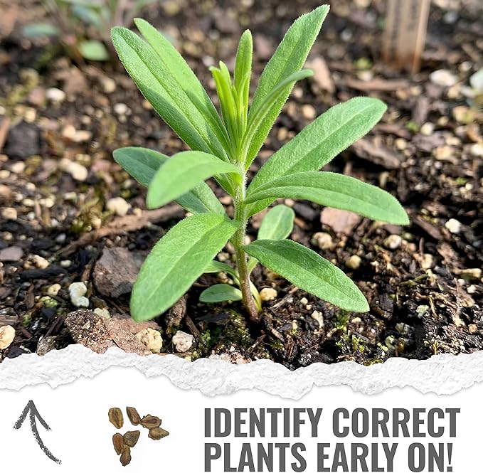 Seed Needs Orange Milkweed Seeds for Planting Butterfly Weed - Heirloom & Untreated Perennial Flower Seed to Grow a Monarch Butterfly Garden (20 Packs)