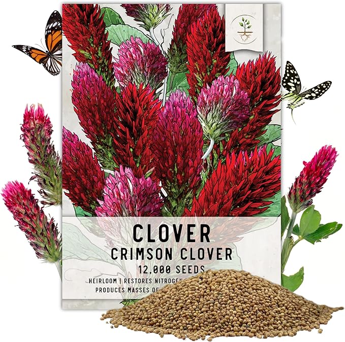 Seed Needs Clover Seeds Crimson Clover Ground Cover | 12,000+ Seeds Trifolium Incarnatum Annual Flower | Bulk Resealable Pounch of Clover Seed | Blooms Attract Pollinators