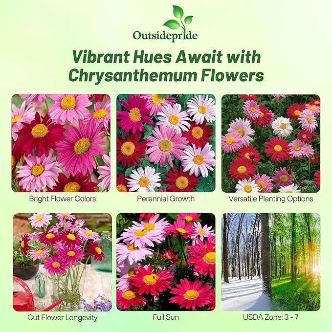 Outsidepride Robinson's Mix Chrysanthemum Seeds - 10000 Pcs. Perennial, Drought Tolerant Flower Seeds for Planting in Pollinator Gardens, Cut Flowers & Low Maintenance Landscaping