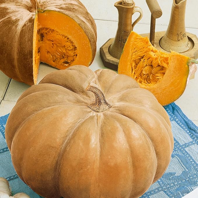 Autumn Buckskin F1 Hybrid Pumpkin Seeds - 4 g Packet ~30 Seeds - Non-GMO, F1 Hybrid - Vegetable Garden - Cucurbita moschata