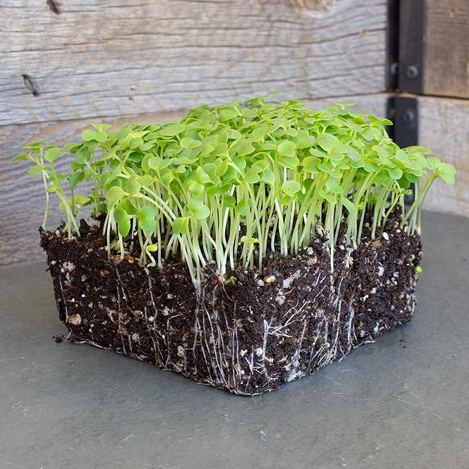 Green Mustard Microgreens Seeds - 5 Lb Bulk ~960,000 Seeds - Grow Non-GMO Micro Mustard Herb Greens - Premium Seed - High Germination Rate