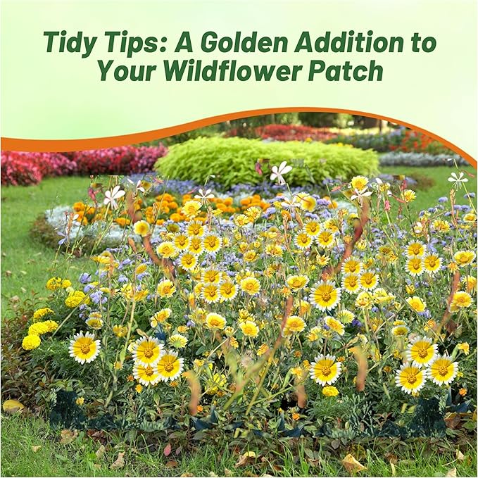 Outsidepride Tidy Tips Seeds - 5000 Pcs Annual Dazzling Golden-Yellow & White Blooms, Drought Tolerant, Self-Seeding, Ideal for Rock Gardens, Flower Boxes, Borders, Xeriscape & Low-Water Landscapes