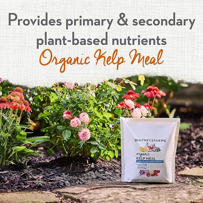 Whitney Farms Organic Kelp Meal - 0.7.01-2 Fertilizer and Soil Conditioner for Vegetables, Flowers, Roses and Shrubs - 2 lbs.