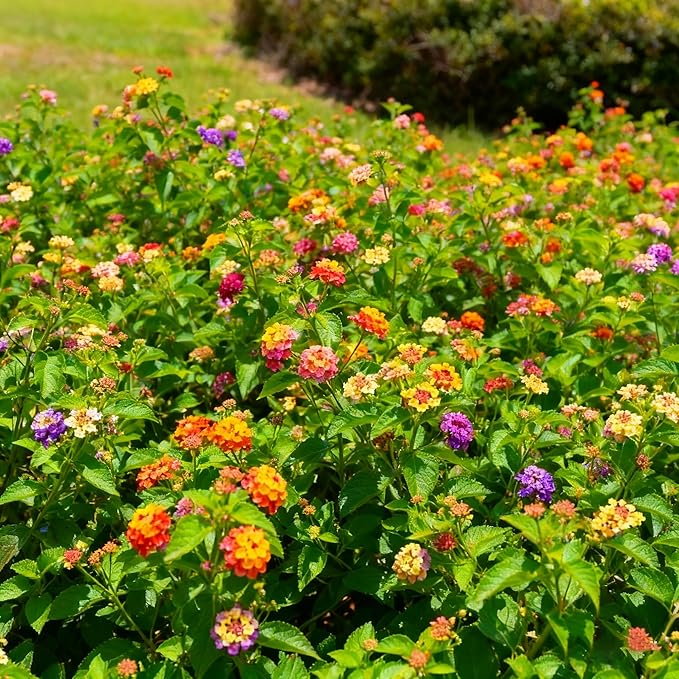 300+ Lantana Flower Seeds for Planting, Mixed Color Lantana Flower Seeds to Plant, Beautiful Lantana Flower Seed for Garden Yard Potted Decoration
