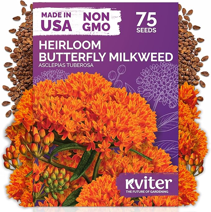 KVITER 75 Orange Butterfly Weed Seeds (Asclepias Tuberosa) - Orange Milkweed, Blazing Wildflower, Butterfly Favorite - Perennial Flower Seeds in Seed Packets for Outdoor Gardens and Roadsides