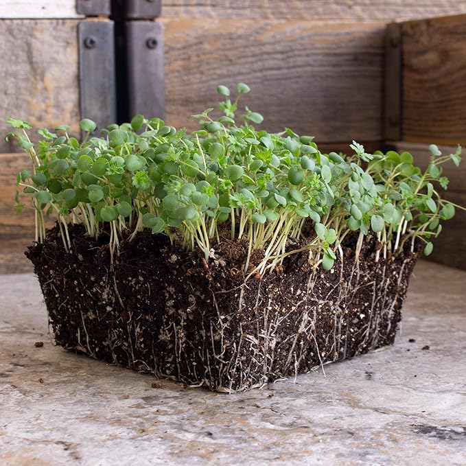 Salad Burnet Herb Garden Seeds - 0.25 Oz ~780 Seeds - Non-GMO, Heirloom Herb Gardening & Microgreens Seeds