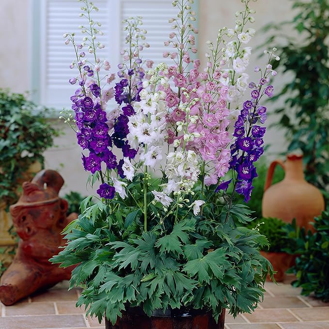 Delphinium Seeds 2000 Pcs - Mixed Colors, Tall, Heat & Drought Tolerant, Self-Seeding Perennial Wildflowers for Flower Arrangements & Pollinator Gardens
