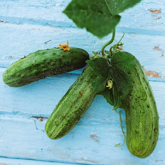 Spacemaster Cucumber - 25 Seeds - Heirloom & Open-Pollinated Variety, Easy-to-Grow Compact Vines, Non-GMO Vegetable Seeds for Planting Outdoors in The Home Garden, Thresh Seed Company