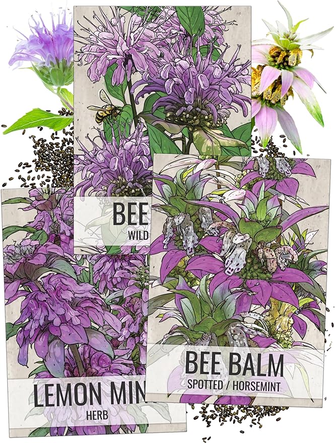 Seed Needs, Bee Balm Seed Packet Collection (3 Individual Varieties of Seed for Planting) Non-GMO & Untreated