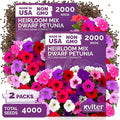 KVITER 4,000 Mix Dwarf Petunia Seeds for Planting Flowers (Nana Compacta) — Mini Petunia Flower Seeds, Annual, Organic & Non GMO — Beds, Hanging Baskets, Containers, Outdoor & Indoor Garden