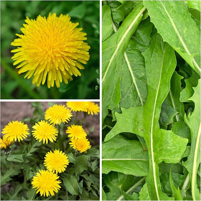Seed Needs Dandelion Seeds for Planting Traxacum officinale - Non-GMO Heirloom & Untreated Garden Seed to Plant Dandelions for Herbal Uses & Edible Salads (5 Packs (2,500 Seeds))