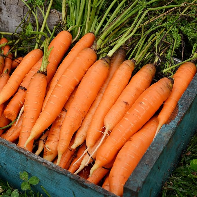 Nantes Carrot - 150 Seeds - Heirloom & Open-Pollinated Variety, Non-GMO Vegetable Seeds for Planting Indoors or Outdoors in Containers or The Home Garden, Thresh Seed Company