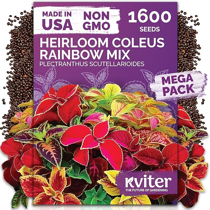 KVITER 1600 Rainbow Mixture Coleus (Plectranthus scutellarioides) Seeds – Vibrant Foliage for Shaded Gardens and Containers – Colorful Leaves, Easy to Grow, Great for Landscaping