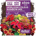 KVITER 1600 Rainbow Mixture Coleus (Plectranthus scutellarioides) Seeds – Vibrant Foliage for Shaded Gardens and Containers – Colorful Leaves, Easy to Grow, Great for Landscaping
