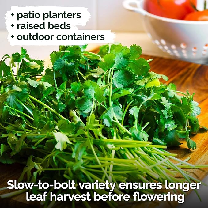 KVITER 1000 Slow Bolt Cilantro Seeds (Coriandrum sativum) - Cilantro Organic Seed, Slow to Bolt Coriander Seed, Aromatic Leaves - Herb Seeds for Planting in Outdoor & Indoor Garden