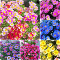 1100+Seeds Pyrethrum Tanacetum Chrysanthemum Flower for Planting Outdoor Perennial Garden Home Attracts Pollinators