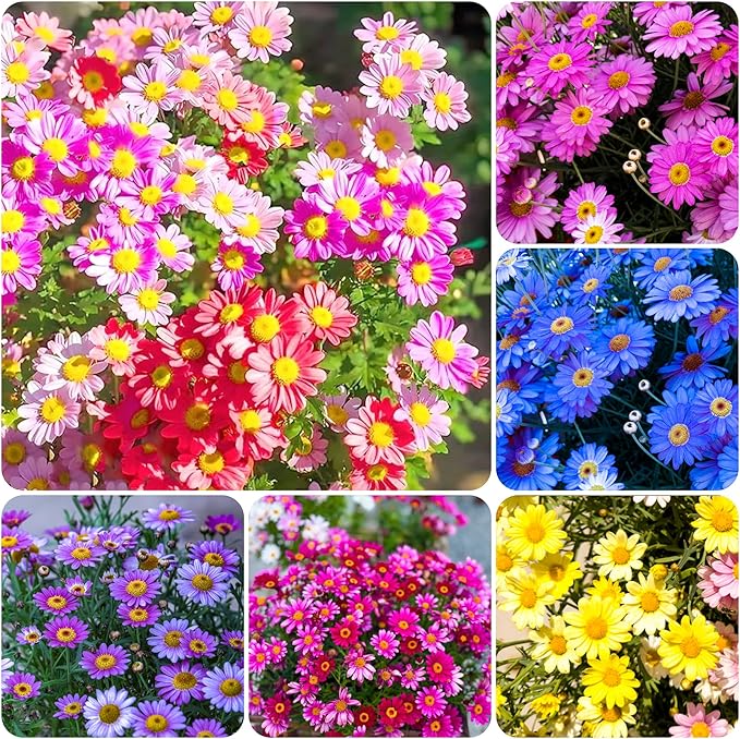 1100+Seeds Pyrethrum Tanacetum Chrysanthemum Flower for Planting Outdoor Perennial Garden Home Attracts Pollinators