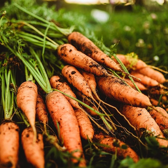 Chantenay Carrot - 150 Seeds - Heirloom & Open-Pollinated Variety, Non-GMO Vegetable Seeds for Planting Indoors or Outdoors in Containers or The Home Garden, Thresh Seed Company