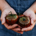 Paul Robeson Heirloom Tomato - 50 Seeds - Heirloom Purple Tomato Variety, Non-GMO Vegetable Seeds for Planting in The Home Garden, Thresh Seed Company
