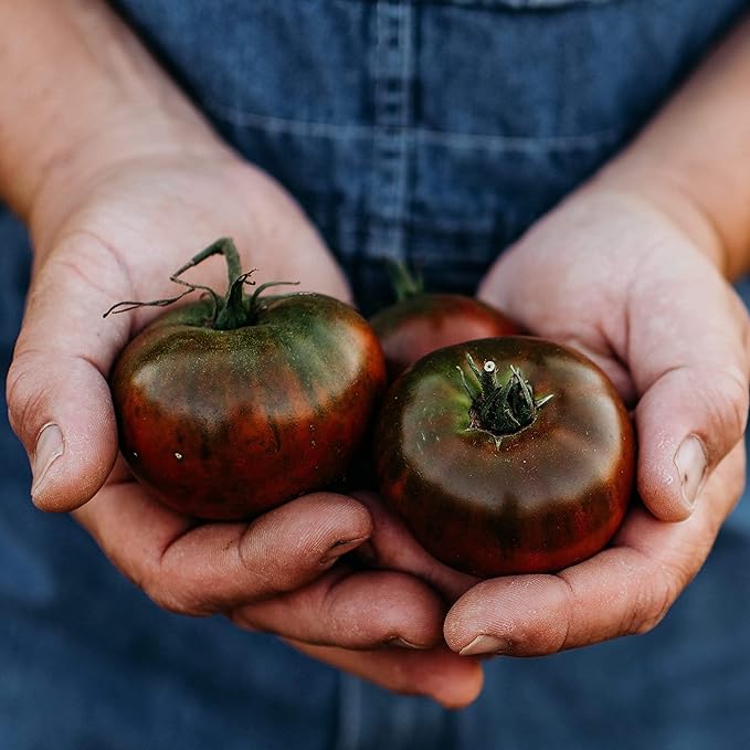 Paul Robeson Heirloom Tomato - 50 Seeds - Heirloom Purple Tomato Variety, Non-GMO Vegetable Seeds for Planting in The Home Garden, Thresh Seed Company