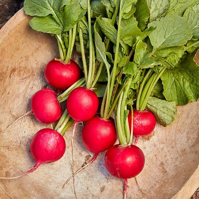 Burpee German Giant Radish Seeds - Huge, Crisp European Heirloom