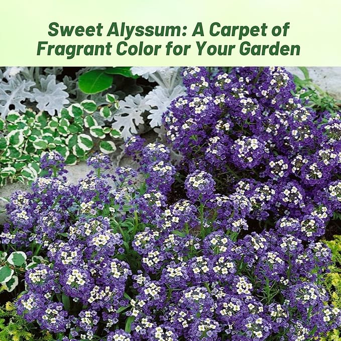 Outsidepride Violet Queen Alyssum Seeds - 5000 Pcs Annual, Drought-Tolerant & Pollinator-Friendly Ground Cover Seeds w/Fragrant Purple Blooms for Low-Growing Xeriscaping & Outdoor Planting