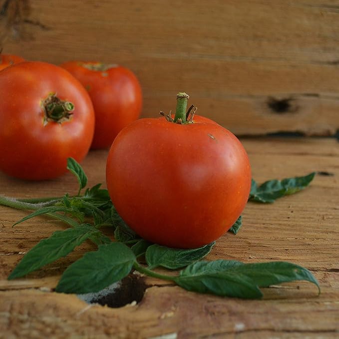 Thessaloniki Heirloom Tomato - 50 Seeds - Rare Greek Tomato Variety, Great for Slicing or Canning, USA-Grown, Non-GMO Vegetable Seeds for Planting Outdoors in The Garden, Thresh Seed Company