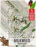 Seed Needs Milkweed Seeds for Planting White Asclepias incarnata - Heirloom & Open Pollinated Wildflower Seed to Plant Perennial Flowers in a Butterfly Garden (5 Packs)