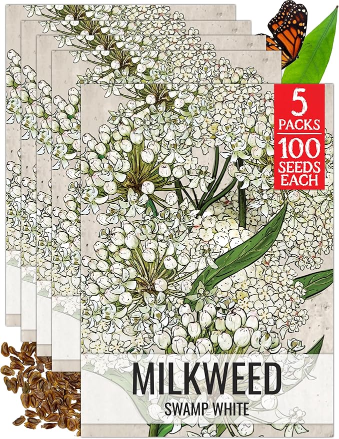 Seed Needs Milkweed Seeds for Planting White Asclepias incarnata - Heirloom & Open Pollinated Wildflower Seed to Plant Perennial Flowers in a Butterfly Garden (5 Packs)