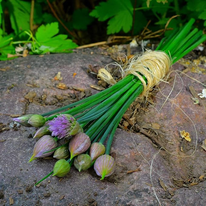 Onion Chives - 100 Seeds - Heirloom & Open-Pollinated Variety, Non-GMO Culinary Herb Seeds for Planting, Grow Kitchen Herbs Indoors/Outdoors in Containers/Aerogarden/Home Garden, Thresh Seed Company