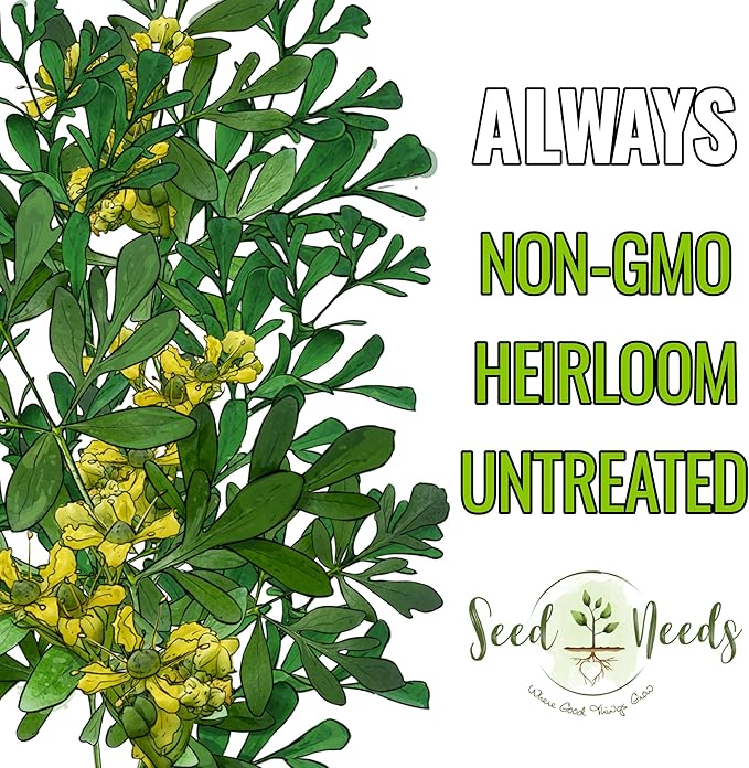 Seed Needs Rue Seeds for Planting - Non-GMO Heirloom & Untreated Perennial Herb Seed to Plant a Home Grown Medicinal Garden Indoors or Outdoors (2 Packs)