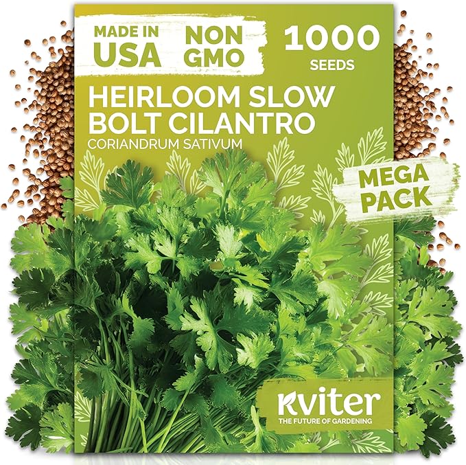 KVITER 1000 Slow Bolt Cilantro Seeds (Coriandrum sativum) - Cilantro Organic Seed, Slow to Bolt Coriander Seed, Aromatic Leaves - Herb Seeds for Planting in Outdoor & Indoor Garden